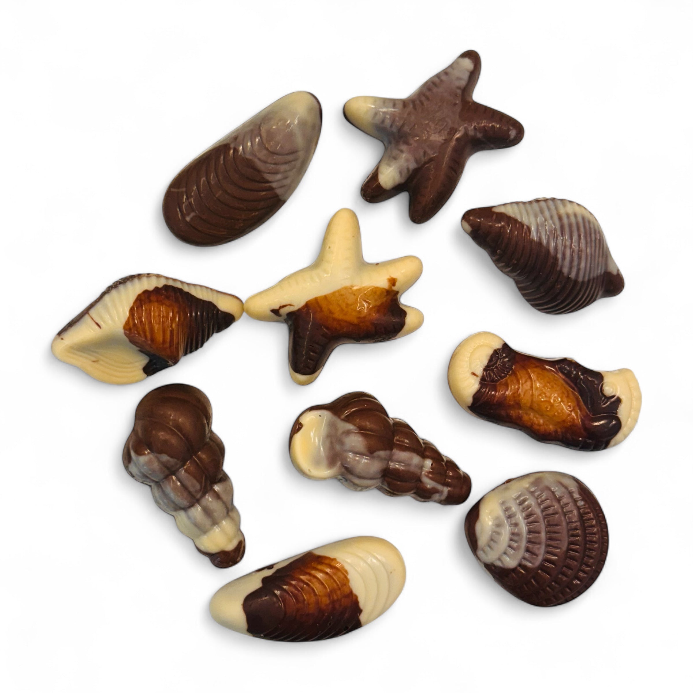South Shields 'Sandhaven' Praline Seashells